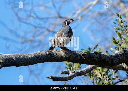 Caille de Californie mâle, Callipepla californica, sur souche, Nelson, Île du Sud, nouvelle-Zélande Banque D'Images