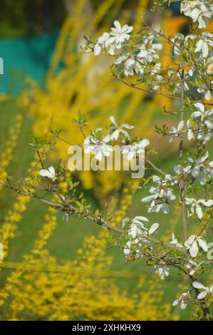 Fleurs blanches sur le jardin à l'été en montagne Banque D'Images