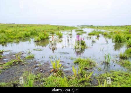 Fleurs de loosestrife violettes florissantes dans les zones humides Banque D'Images