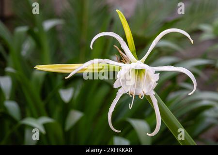 Gros plan sur la fleur blanche et les bourgeons du lis d'araignée hymenocallis narcissiflora aka ismene narcissiflora floraison à l'extérieur dans le jardin Banque D'Images