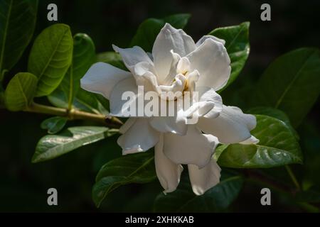 Gros plan de gardenia jasminoides fleur blanche parfumée fleurissant à l'extérieur sur fond sombre Banque D'Images