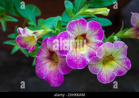 Vue rapprochée des fleurs rose vif et jaune de calibrachoa parviflora aka pétunia de bord de mer isolé à l'extérieur sur fond sombre Banque D'Images