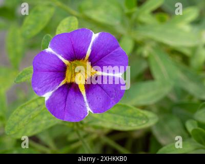 Gros plan de délicate fleur jaune violet et blanche de calibrachoa parviflora aka pétunia de bord de mer isolé à l'extérieur sur fond de feuillage vert Banque D'Images