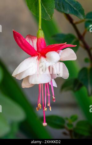 Gros plan sur la délicate fleur rouge rose et blanche de fuchsia se dressent helena isolée dans le jardin Banque D'Images