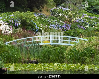 Pont de colvert et Hydrangea macrophylla aux jardins subtropicaux de Trebah, Cornouailles, Royaume-Uni Banque D'Images