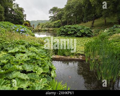 Vue sur Mallard Pond dans les jardins subtropicaux de Trebah, Cornouailles, Royaume-Uni, avec Gunnera manicata et plantations marginales Banque D'Images