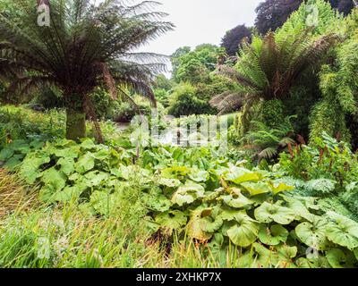 Jardin subtropical de Trebah, Cornouailles, Royaume-Uni, vue sur la piscine Azolla, flanquant des fougères arborescentes Dicksonia antarctica Banque D'Images