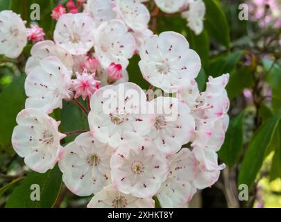 Fleurs et bourgeons de laurier de montagne. Kalmia latifolia, calico-brousse ou cuillère fleurissent au printemps. Fleurs hexagonales blanches et rose clair. Toxi Banque D'Images