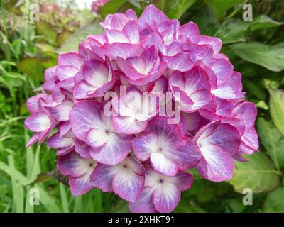 Fleurs blanches d'hortensia française avec marges violettes. Têtes de fleurs de plantes à fleurs Hortensia. Hydrangea macrophylla en floraison. Belle floraison arbuste o Banque D'Images