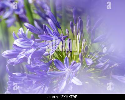 Agapanthus praecox fleurs violettes gros plan avec un premier plan flou. Plante ornementale du lis du Nil. Tête de fleur pseudo-ombel de lis africain. Banque D'Images