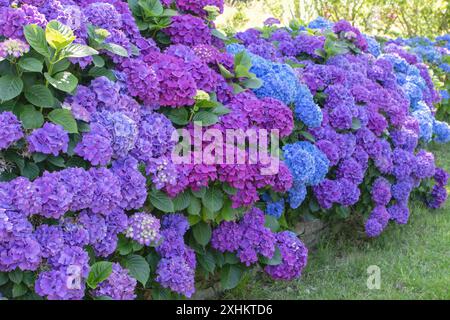 Arbuste ornemental Hydrangea macrophylla avec têtes de fleurs violettes, roses et bleues. Haie de jardin d'hortensia. Fleurs multicolores Hortensia. Hortensia française Banque D'Images