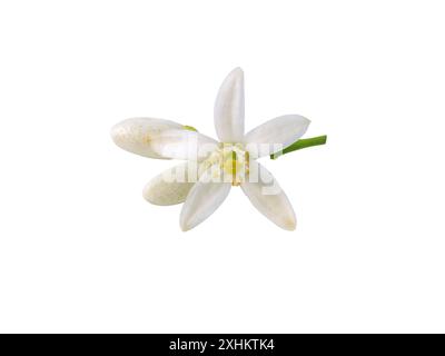 Fleur d'oranger et bourgeons isolés sur blanc. Fleur d'agrumes orange amère blanche. Fleur d'oranger en fleurs. Fleur parfumée au néroli. Belle flor de az Banque D'Images