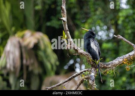 Costa Rica, province de Limon, Parc national de Tortuguero, Anhinga américain (Anhinga anhinga) Banque D'Images