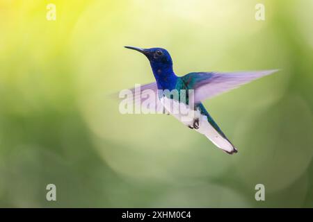 Costa Rica, province d'Alajuela, Jacobin Hummingbird (Florisuga mellivora) Banque D'Images