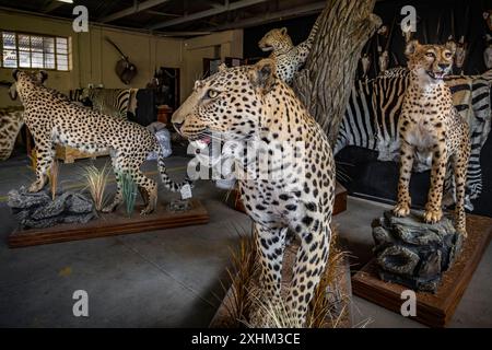 Namibie, région d'Otjozondjupa, Otjiwarongo, Kings Taxidermy, taxidermy atelier pour les trophées de chasse Banque D'Images