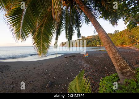 Polynésie française, île de Tahiti, cocotier penché sur la plage de sable noir de l'hôtel Tahiti by Pearl Resorts Banque D'Images