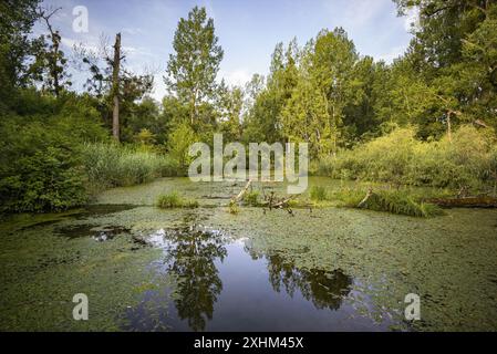 France, Bas Rhin, Strabourg, Réserve naturelle de Rohrschollen, Banque D'Images