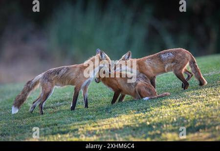 Santa Clara, États-Unis. 15 juillet 2024. Le renard roux (Vulpes vulpes) appartient à la famille des canidés. C'est le plus grand des vrais renards et on le trouve dans tout l'hémisphère Nord. Les renards rouges sont connus pour leur fourrure rougeâtre-orange et leurs queues touffues. Ils sont connus pour leur sens aigu de l'odorat, leur excellente audition et leur bonne vision. Les renards roux sont des prédateurs qui s'attaquent aux petits mammifères, aux oiseaux et aux insectes. Ils aident également à contrôler les populations de leurs proies, comme les rongeurs et les lapins. Crédit : Seshadri SUKUMAR/Alamy Live News Banque D'Images