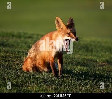 Santa Clara, États-Unis. 15 juillet 2024. Le renard roux (Vulpes vulpes) appartient à la famille des canidés. C'est le plus grand des vrais renards et on le trouve dans tout l'hémisphère Nord. Les renards rouges sont connus pour leur fourrure rougeâtre-orange et leurs queues touffues. Ils sont connus pour leur sens aigu de l'odorat, leur excellente audition et leur bonne vision. Les renards roux sont des prédateurs qui s'attaquent aux petits mammifères, aux oiseaux et aux insectes. Ils aident également à contrôler les populations de leurs proies, comme les rongeurs et les lapins. Crédit : Seshadri SUKUMAR/Alamy Live News Banque D'Images