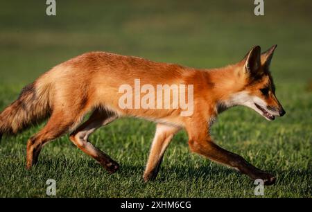 Santa Clara, États-Unis. 15 juillet 2024. Le renard roux (Vulpes vulpes) appartient à la famille des canidés. C'est le plus grand des vrais renards et on le trouve dans tout l'hémisphère Nord. Les renards rouges sont connus pour leur fourrure rougeâtre-orange et leurs queues touffues. Ils sont connus pour leur sens aigu de l'odorat, leur excellente audition et leur bonne vision. Les renards roux sont des prédateurs qui s'attaquent aux petits mammifères, aux oiseaux et aux insectes. Ils aident également à contrôler les populations de leurs proies, comme les rongeurs et les lapins. Crédit : Seshadri SUKUMAR/Alamy Live News Banque D'Images