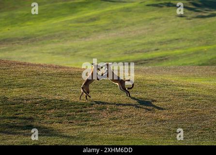 Santa Clara, États-Unis. 15 juillet 2024. Le renard roux (Vulpes vulpes) appartient à la famille des canidés. C'est le plus grand des vrais renards et on le trouve dans tout l'hémisphère Nord. Les renards rouges sont connus pour leur fourrure rougeâtre-orange et leurs queues touffues. Ils sont connus pour leur sens aigu de l'odorat, leur excellente audition et leur bonne vision. Les renards roux sont des prédateurs qui s'attaquent aux petits mammifères, aux oiseaux et aux insectes. Ils aident également à contrôler les populations de leurs proies, comme les rongeurs et les lapins. Crédit : Seshadri SUKUMAR/Alamy Live News Banque D'Images