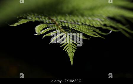 Frondes de fougères dans les jardins botaniques royaux de Victoria, Melbourne, Australie. Banque D'Images