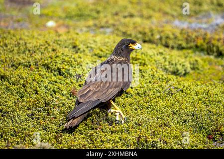 Striated Caracara, West point Island, îles Falkland, dimanche 03 décembre, 2023. photo : David Rowland / One-Image.com Banque D'Images