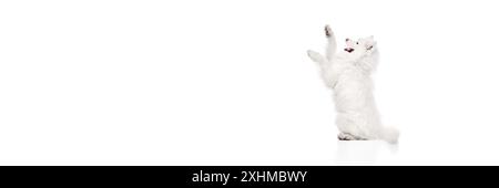 Bannière. Chien Samoyed ludique assis a levé ses pattes de manière ludique sur fond blanc de studio avec un espace négatif pour insérer du texte. Banque D'Images