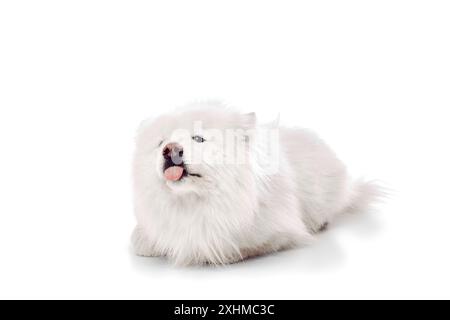 Portrait de Samoyed ludique se couche en tirant sa langue dans une expression effrontée sur fond blanc de studio. Banque D'Images