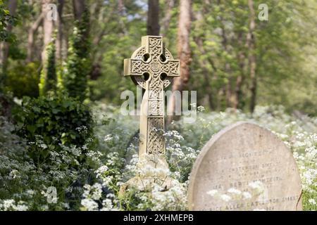 Une croix de pierre de style celtique parmi une profusion de fleurs de persil de vache et d'arbres. Cimetière de Highgate, Londres, Royaume-Uni Banque D'Images