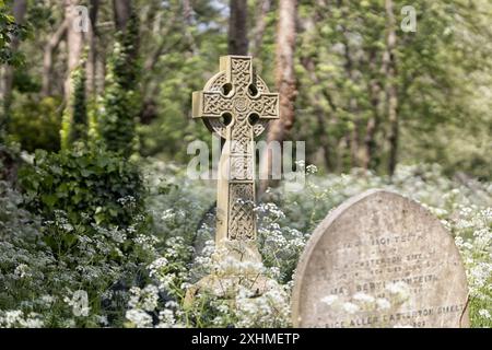 Une croix de pierre de style celtique parmi une profusion de fleurs de persil de vache et d'arbres. Cimetière de Highgate, Londres, Royaume-Uni Banque D'Images