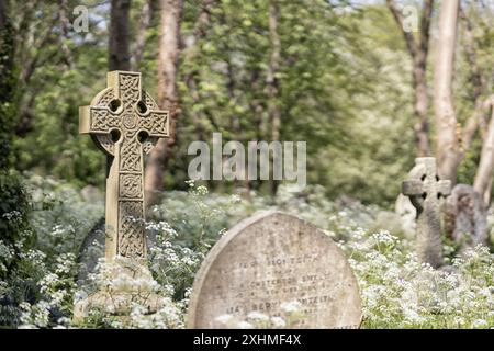 Une croix de pierre de style celtique parmi une profusion de fleurs de persil de vache et d'arbres. Cimetière de Highgate, Londres, Royaume-Uni Banque D'Images