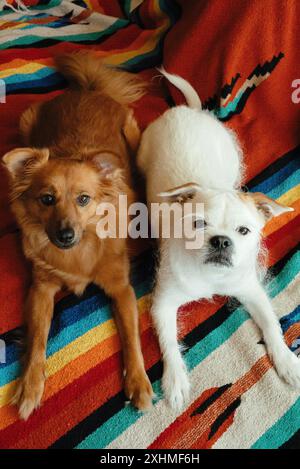 Chiens de sauvetage blancs et bruns allongés sur une couverture colorée à l'intérieur. Banque D'Images