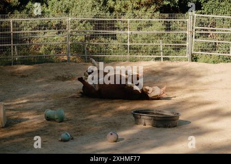 Cheval roulant dans un enclos de sable avec des jouets dispersés autour. Banque D'Images