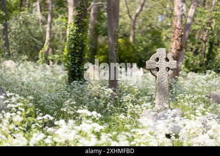 Une croix de pierre de style celtique parmi une profusion de fleurs de persil de vache et d'arbres. Cimetière de Highgate, Londres, Royaume-Uni Banque D'Images