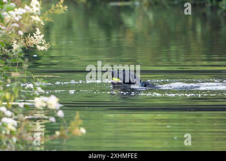 Kidderminster, Royaume-Uni. 15 juillet 2024. Météo britannique : les Midlands se réveillent avec beaucoup de soleil et les promeneurs de chiens traitent leurs animaux de compagnie à un plongeon dans l'eau dans un parc local, jouant aller chercher la balle, sous un soleil glorieux, avant le temps humide approchant plus tard dans la journée. Crédit : Lee Hudson/Alamy Live News Banque D'Images