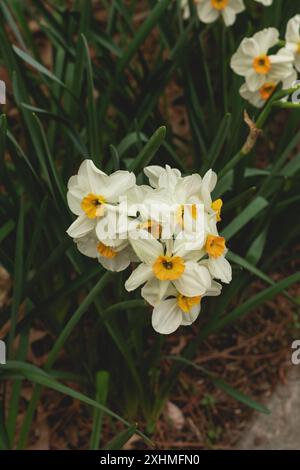 Bouquet de jonquilles blanches avec centres jaunes Banque D'Images