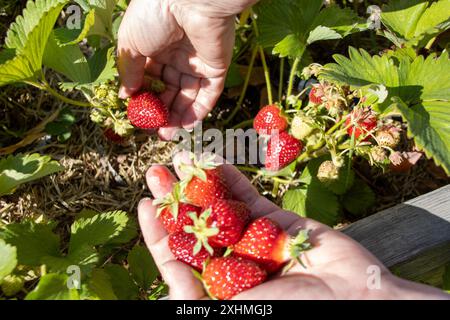 Mains récoltant des fraises mûres à partir d'une plante de jardin Banque D'Images