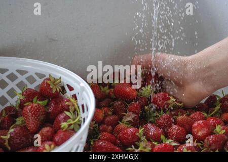 Laver à la main des fraises fraîchement cueillies dans un panier blanc Banque D'Images