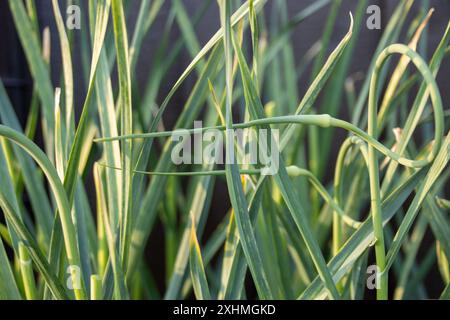 Gros plan des scapes d'ail dans un lit de jardin Banque D'Images