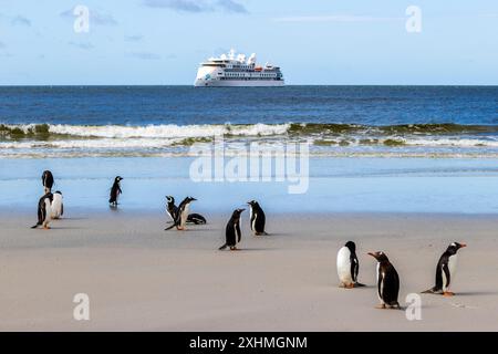 Pingouins sur la plage, île de Saunders, îles Falkland, dimanche 03 décembre, 2023. photo : David Rowland / One-Image.com Banque D'Images