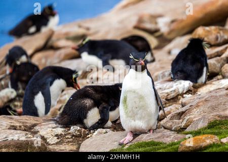 Manchot Rockhopper, île Saunders, îles Falkland, dimanche 03 décembre 2023. photo : David Rowland / One-Image.com Banque D'Images