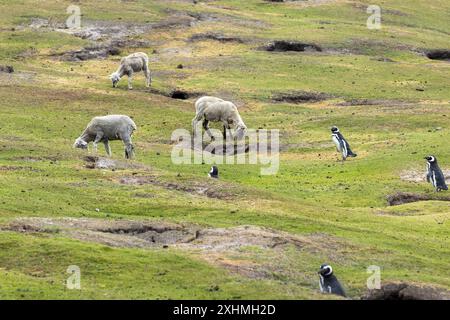 Moutons pâturant avec des pingouins, île de Saunders, îles Falkland, dimanche 03 décembre, 2023. photo : David Rowland / One-Image.com Banque D'Images