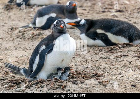 Pingouin Gentoo avec bébés poussins, île de Saunders, îles Falkland, dimanche 03 décembre, 2023. photo : David Rowland / One-Image.com Banque D'Images