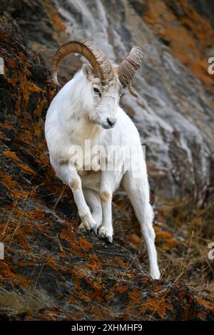 Dall Sheep Ram naviguant sur une falaise abrupte en Alaska Banque D'Images