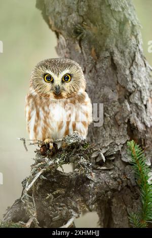 Chouette à la scie et au fouet du Nord dans la tourbière Black Spruce Banque D'Images