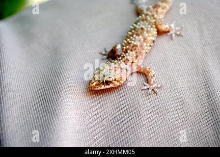 Beau gros plan sur un petit lézard blanc. Animal camouflé Banque D'Images