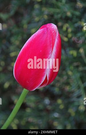 Tulipe « Candy Apple Delight » Banque D'Images