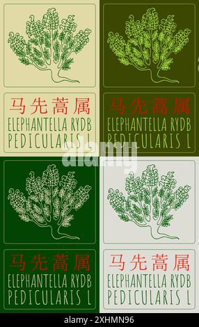 Ensemble de dessin vectoriel ELEPHANTELLA RYDB en chinois dans différentes couleurs. Illustration dessinée à la main. Le nom latin est PEDICULARIS L. Illustration de Vecteur