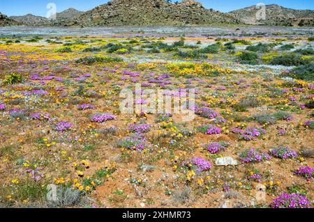 Champs de fleurs sauvages avec un fond de montagne, à la réserve naturelle de Goegap près de la ville de Springbok Banque D'Images